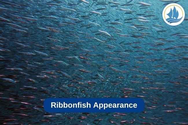 Ribbonfish Appearance